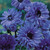 Anemone St Brigid Collection 4/5cm