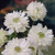 Anemone St Brigid Collection 4/5cm