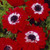 Anemone St Brigid Collection 4/5cm
