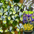 Rare Dwarf Iris Collection