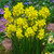 Narcissus Fragrant Jonqulla Collection