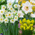 Narcissus Fragrant Jonqulla Collection
