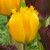 Tulip 'Crystal Star'