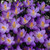 Crocus Species Collection