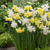 Narcissus Thalia 8-10cm