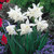 Narcissus Thalia 8-10cm