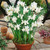 Narcissus Thalia 8-10cm