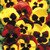 Winter/Spring Pansy Collection