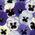 Winter/Spring Pansy Collection