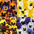 Winter/Spring Pansy Collection