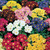 Polyanthus/Pansy Collection (Garden Ready)