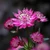 Astrantia Collection (New)