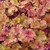 Heuchera Marmalade