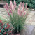 Pennisetum alopecuroides 'Red Head'