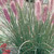 Pennisetum alopecuroides 'Red Head'