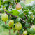 Gooseberry 'Tatiana' (Green Thornless)