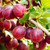 Gooseberry 'Captivator' (Red Thornless)