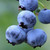 Blueberry Herbert