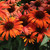 Echinacea 'Orange Skipper'