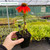 Echinacea 'Orange Skipper'