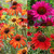 Echinacea Collection x3