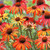 Echinacea Collection x3