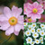 Anemone japonica Collection