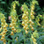 Digitalis Collection