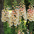 Digitalis Collection