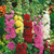 Cottage Garden Collection