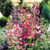 Cottage Garden Collection