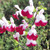 Salvia Collection