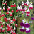 Salvia Collection