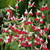 Salvia Collection
