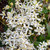 Clematis Armandii Collection 11cm Pot