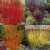 Cornus Coloured Stem Mix