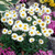 Alpine Perennial Collection (B)