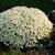 Alpine Perennial Collection (B)