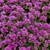 Alpine Perennial Collection (B)