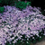Alpine Perennial Collection (B)