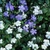 Vinca Mix