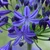 Agapanthus 'Northern Star'