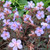 Geranium pratense 'Black Beauty'