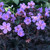 Geranium Pratense 'Black Beauty'