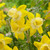 RHS AGM Dwarf/Compact Narcissus Collection