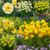 RHS AGM Dwarf/Compact Narcissus Collection