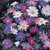 Spring Rockery Bulb Collection