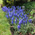 Spring Rockery Bulb Collection