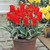 Spring Rockery Bulb Collection