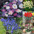 Spring Rockery Bulb Collection